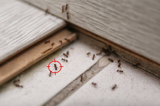 Best Commercial Pest Control Services  in Columbia, IL